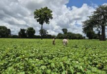 Better Cotton Starts Health Initiative in Côte d’Ivoire