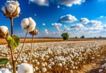Urgent Call to Reinstate ILAB’s Uzbek Cotton Initiative