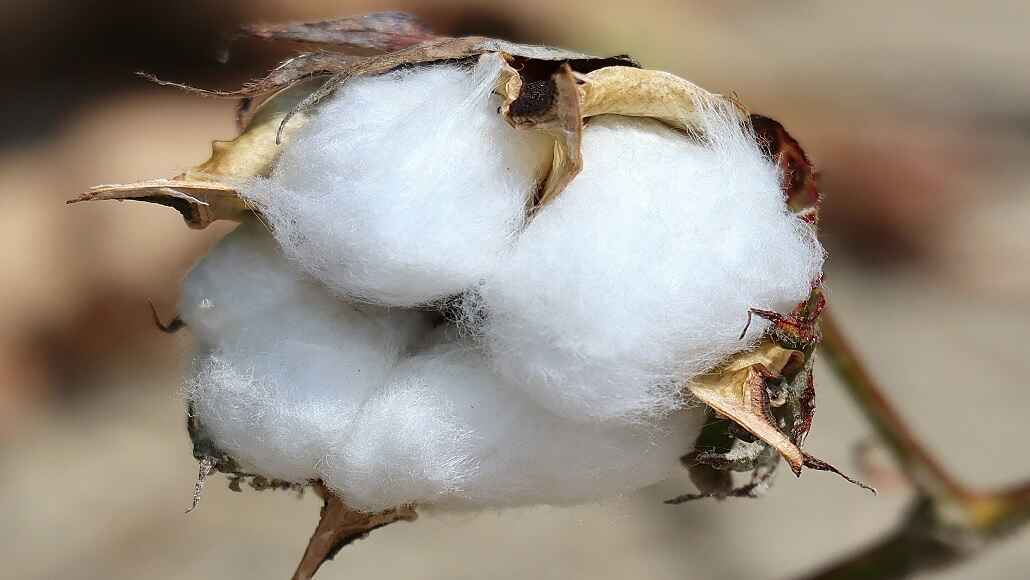 Bangladesh Pursues Duty Free Access for US Cotton
