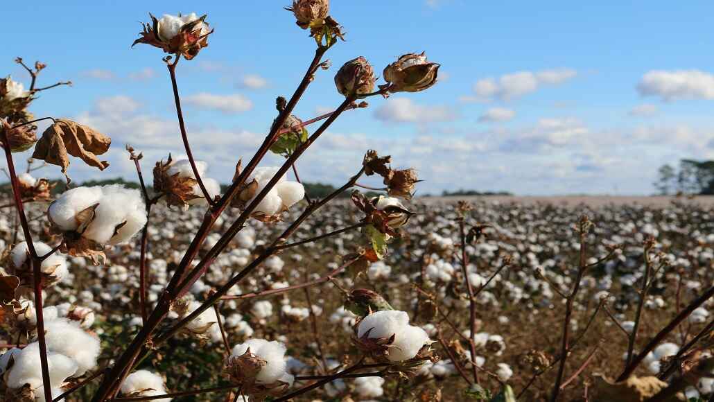 ICE Cotton Futures Rise