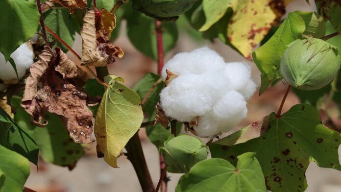 ICE Cotton Market