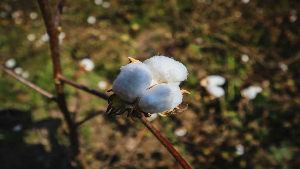ICE Cotton Prices Rebound