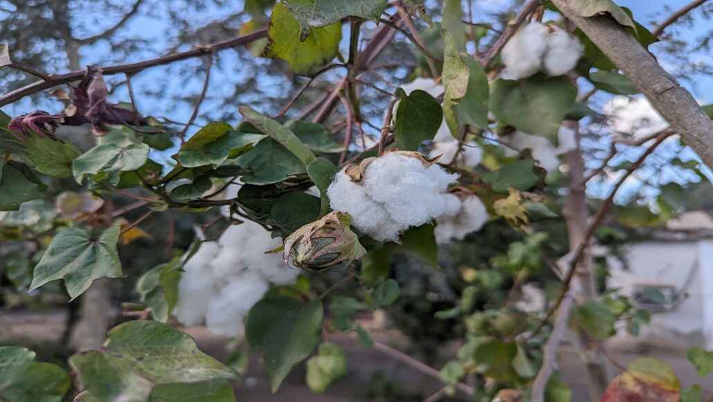 ICE Cotton