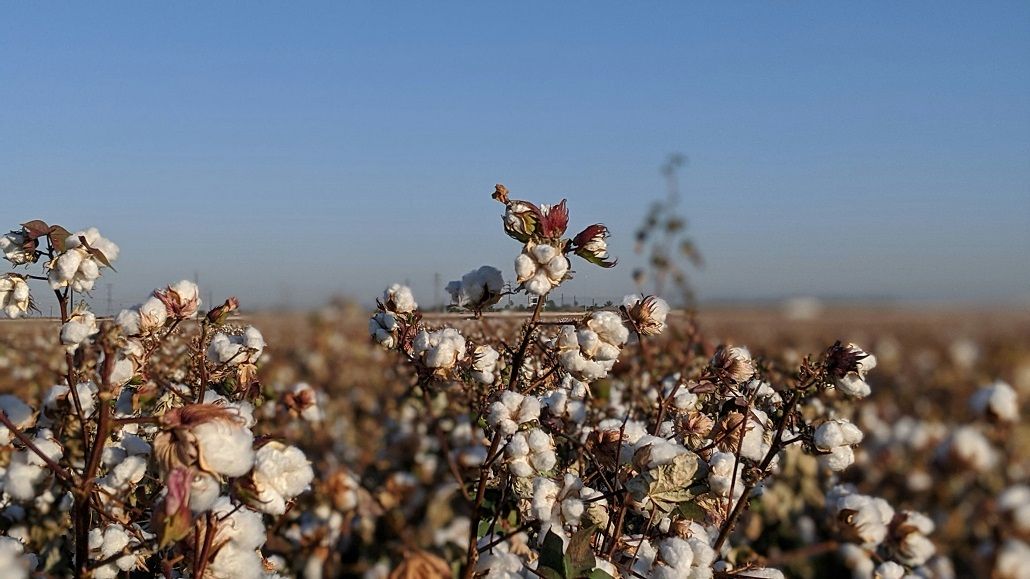 Cotton Farming in North India Affected by Drought Condition