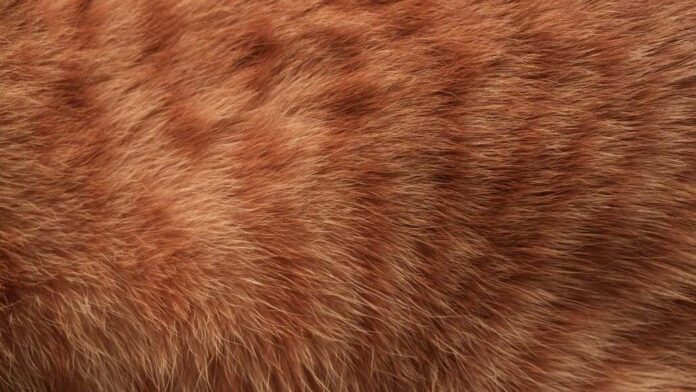 Cat Fur