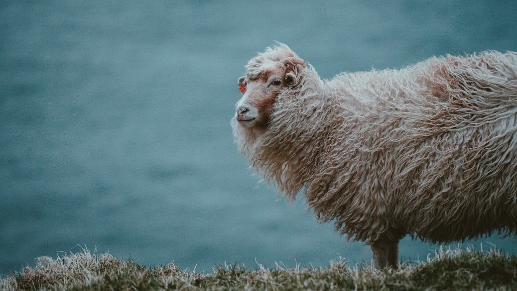 Merino Wool Prices Decline Amid Low Supply and Strong