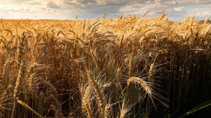 New Method Turns Agricultural Waste into Textile Fiber