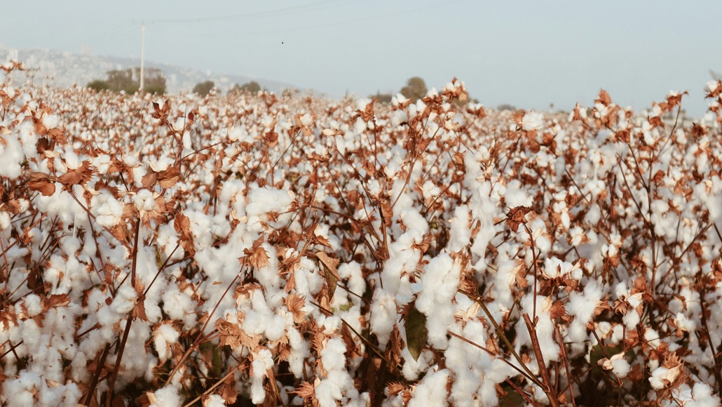 Cotton Import Tax in Bangladesh