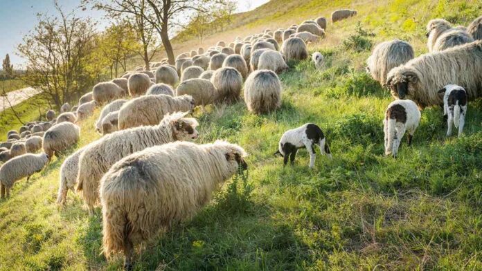 Blue Earth and Woolmark Launch Regenerative Wool Initiative