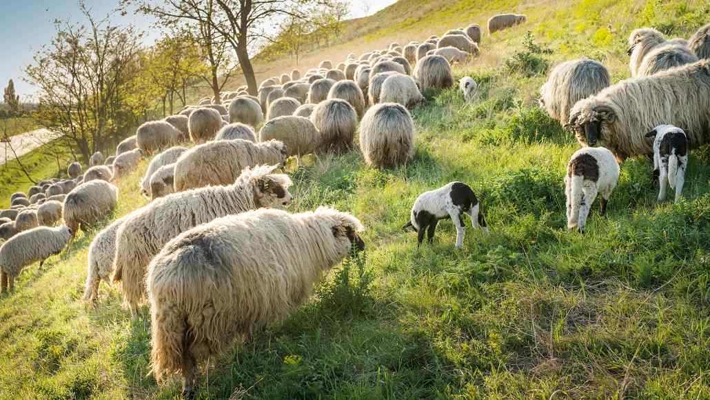Blue Earth and Woolmark Launch Regenerative Wool Initiative