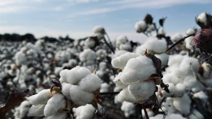 Cotton Trade in Focus Amid Tariff Talks Between India US