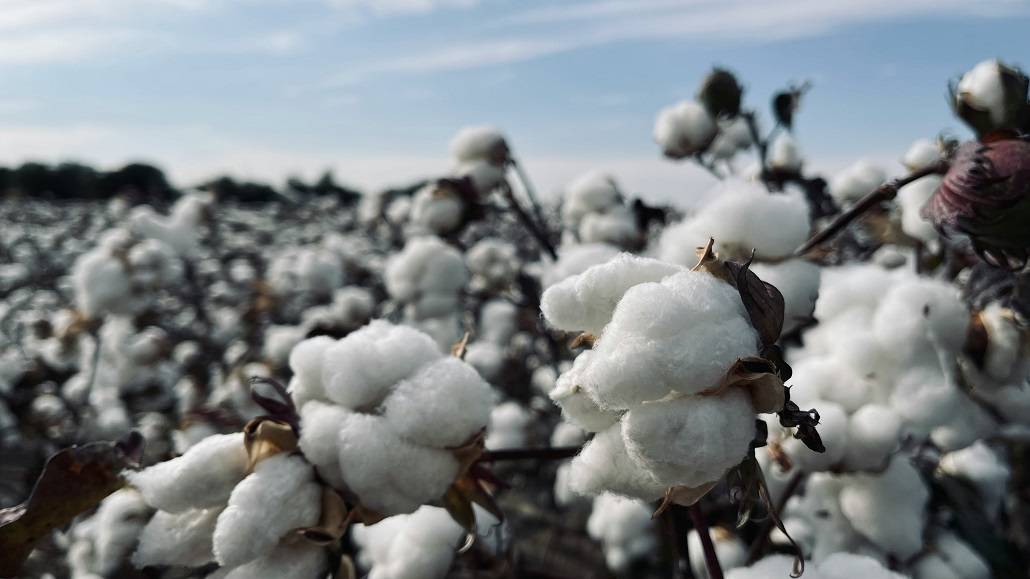 Cotton Trade in Focus Amid Tariff Talks Between India US
