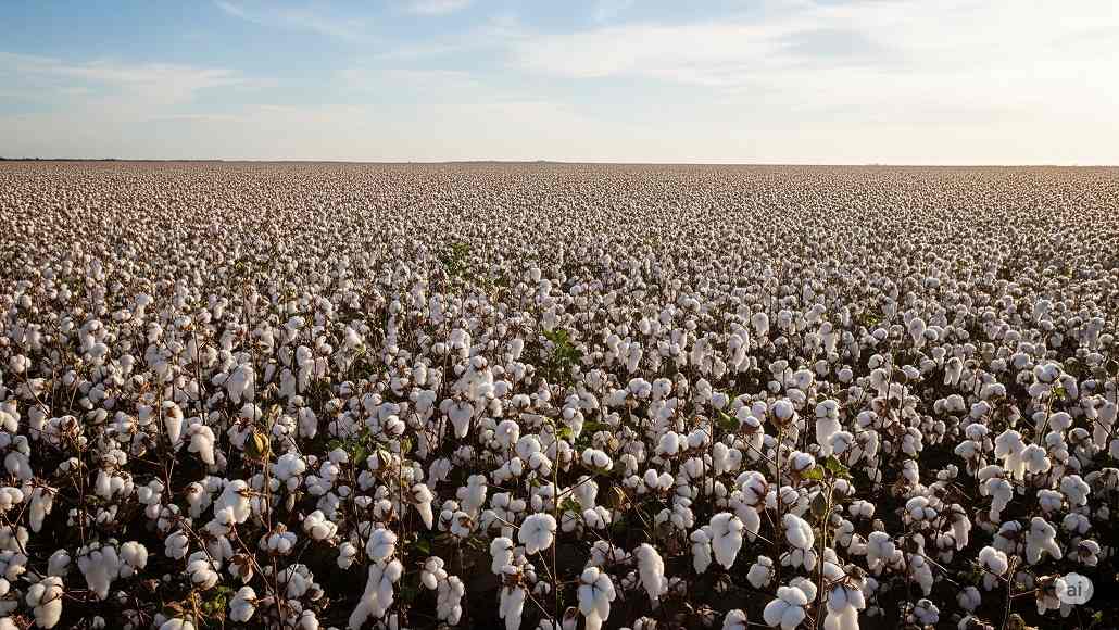 Dedicated Trains Boost Xinjiang Cotton Supply Chain in China