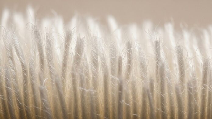 The Evolving Polyester Staple Fibre Market Key Insights