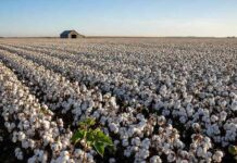 USDA Adjusts 2025-26 Global Cotton Forecast Downward USDA Adjusts 2025-26 Global Cotton Forecast Downward