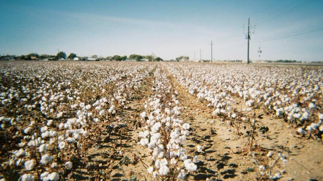 record cotton purchases in India