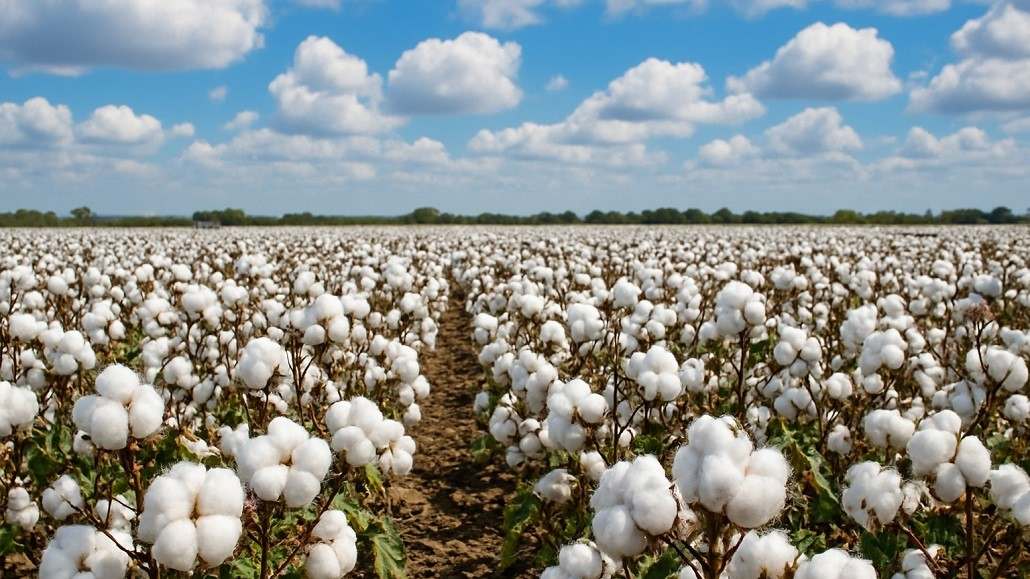global cotton production forecast 2025