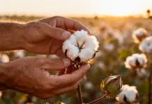 Uzbekistan Launches Regenerative Cotton Agriculture Project Cotton