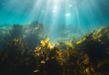 Saudi Red Sea Seaweed Project for Sustainable Fashion Red Sea Seaweed Project