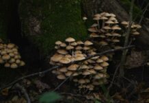 Mycelium Insulation: Top Alternative for EU Textile Waste Fungi Based Mycelium Insulation