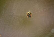 Kraig Biocraft Begins Shipping Spider Silk Fiber Samples Shipping spider silk fiber samples