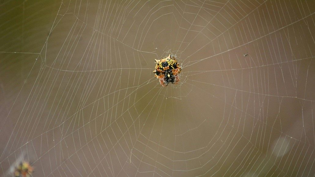 Shipping spider silk fiber samples