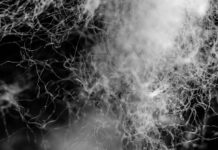 Bezos Earth Fund Pledges $34m for Sustainable Textiles Close-up of tangled white fibers or filaments forming an abstract texture against a dark background.