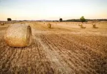 Report: Wheat Straw Pulp Works for Viscose and Lyocell wheat straw viscose fibre