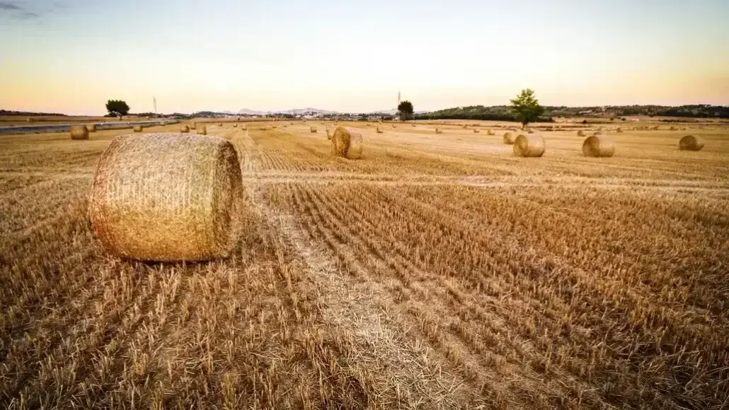 wheat straw viscose fibre