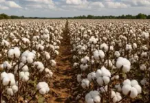 USDA Rolls Out Cotton Plan as Brazil Overtakes US in Exports Cotton field with white fluffy bolls in rows and a dirt path running between them toward the horizon under a cloudy sky.