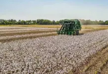 Cotton Prices Rebound as Australia Crop Forecast Shrinks cotton-field