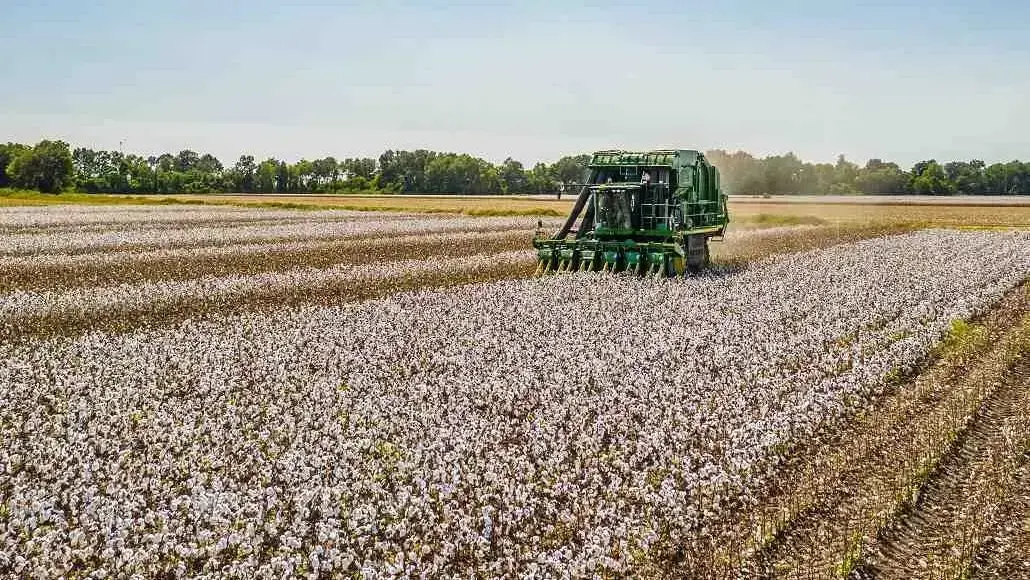 cotton-field