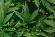Turkish Textile Industry Embraces Hemp Amidst Economic Headwinds Close-up of green cannabis leaves with serrated edges and radiating leaflets.