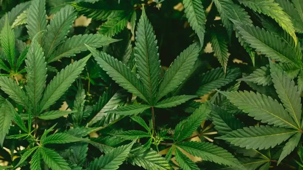 Close-up of green cannabis leaves with serrated edges and radiating leaflets.