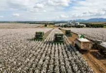 Brazilian Cotton Prices Surge as Global Production Outlook Shifts Brazilian Cotton Prices Surge as Global Production Outlook Shifts