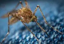 NC State Develops Chemical-Free Anti-Mosquito Military Knit Close-up of a brown mosquito with green eyes on a blue fabric background, showing long legs and hairy body at rest on the textile.