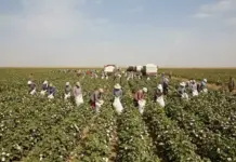 Report Alleges Widespread Forced Labor Returns in Turkmenistan Cotton Harvest New Report Alleges Widespread Forced Labor in Turkmenistan's Cotton Harvest