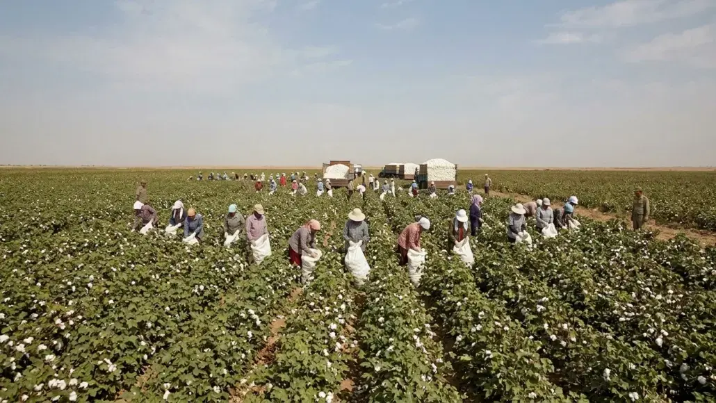 New Report Alleges Widespread Forced Labor in Turkmenistan's Cotton Harvest