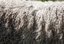 Australian Wool Ends 2025-26 Lower, but Season Stays Strong Close-up of dense, curly gray sheep wool with tight spirals.