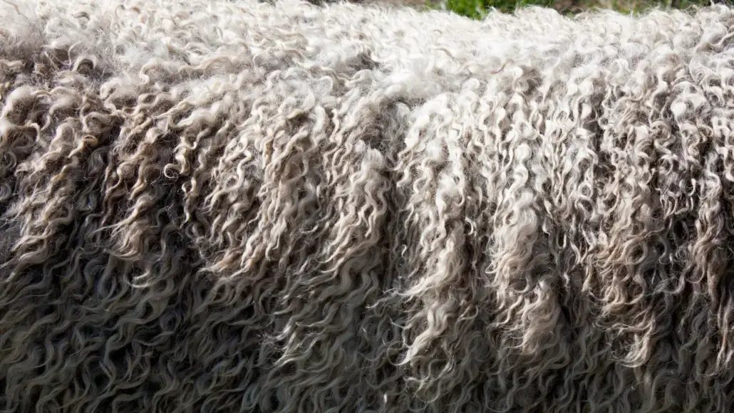 Close-up of dense, curly gray sheep wool with tight spirals.