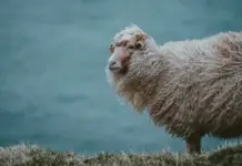 Australian Wool Market Eases Before Mid-Year Recess Merino Wool