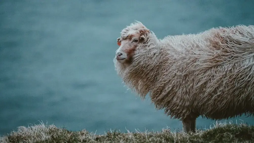 Merino Wool