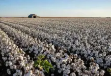 US Cotton Export Sales Fall as Upland Demand Loses Momentum US-Cotton