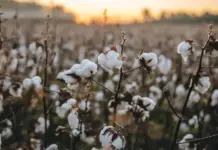 Global Consumers Rank Cotton as the Most Eco-Friendly Fibre: Survey Cotton plants with fluffy white bolls at sunset in a field
