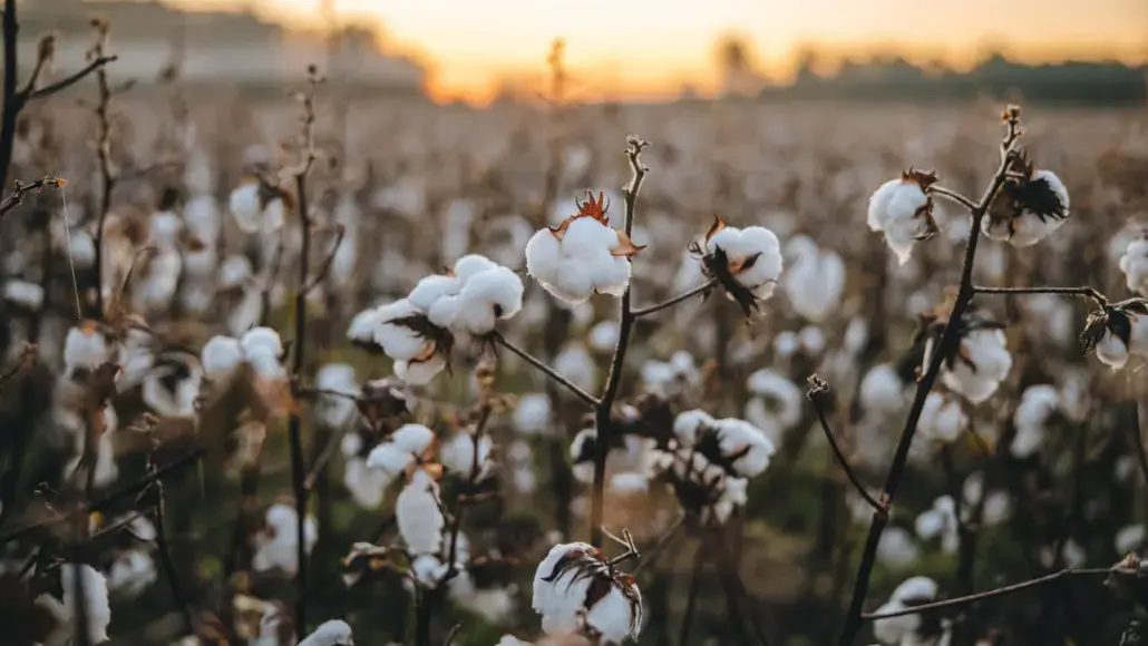 Cotton plants with fluffy white bolls at sunset in a field