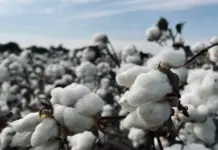 Pakistan Cotton Production Sees 77 Percent Surge in Early Season Arrivals Cotton