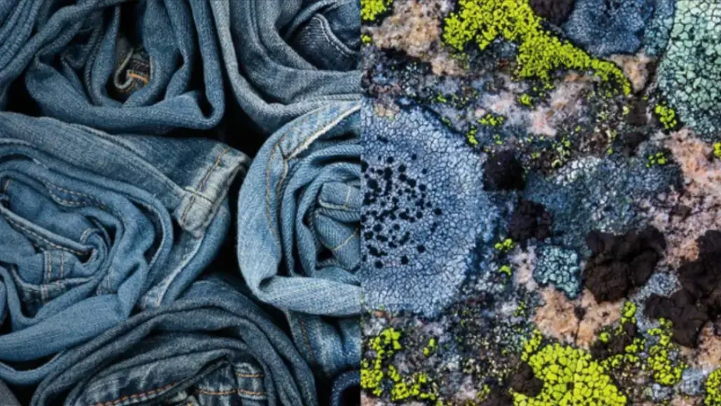 Split image: crumpled blue jeans on the left and a lichen-covered rock on the right.