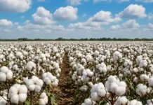 US Cotton Export Sales Decline as New Crop Demand Holds Firm cotton