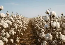 US Cotton Export Sales Dip in Latest Weekly Report as Asian Demand Holds Firm cotton