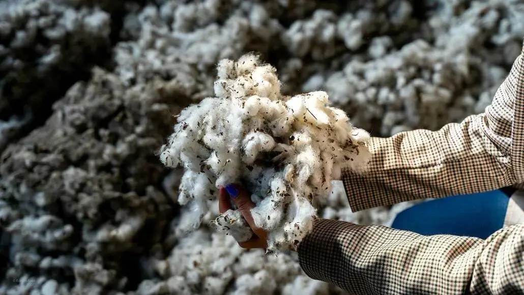 Cotton